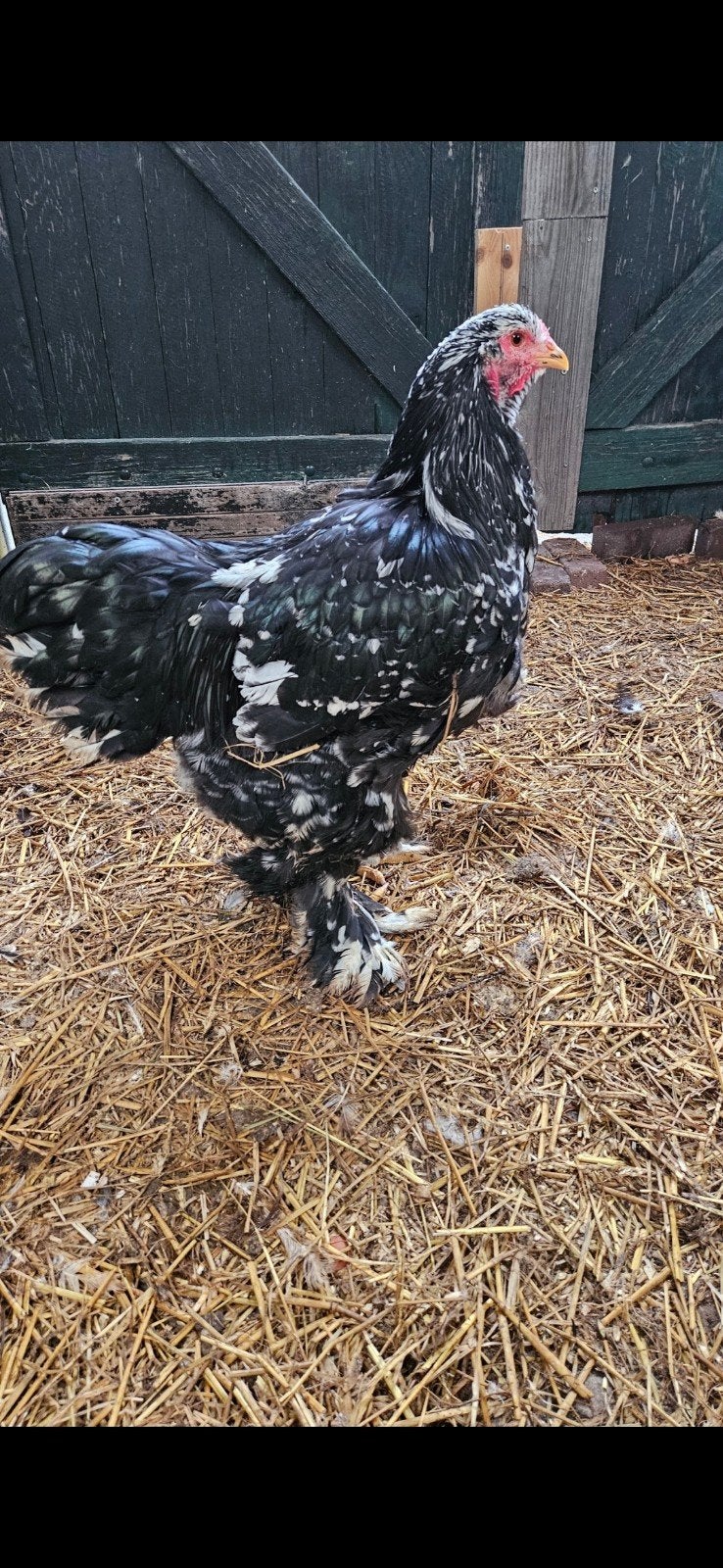 Mooi en tam zwart wit gepareld brahma haan 1 jaar, Mannelijk, Kip