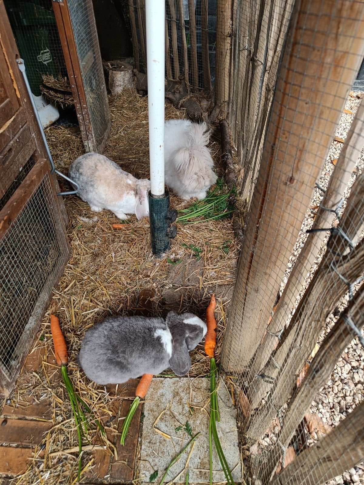 Rex Widder konijntjes, Dieren en Toebehoren, Konijnen, Meerdere dieren, Dwerg, Hangoor