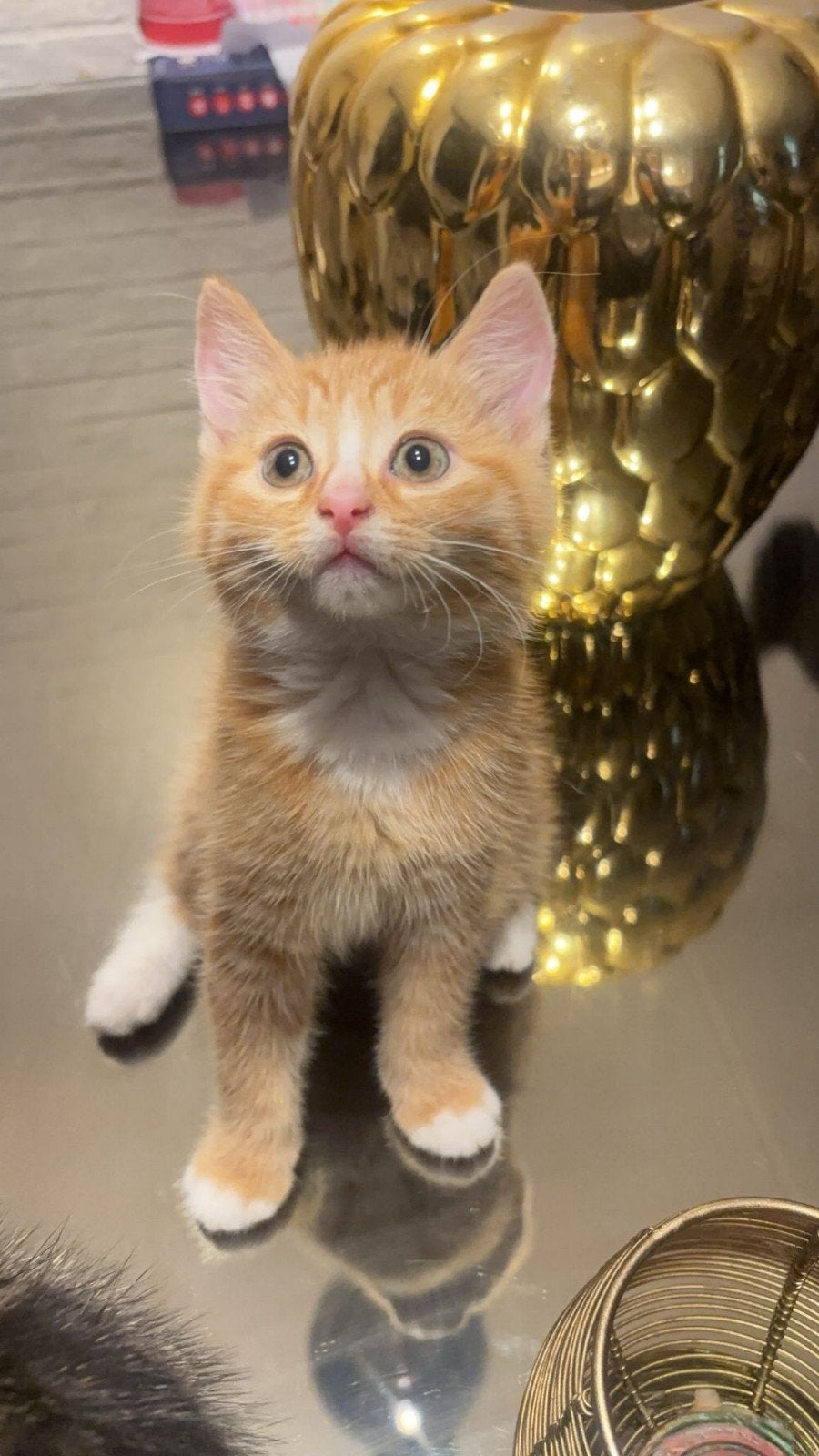 Kittens, Meerdere dieren