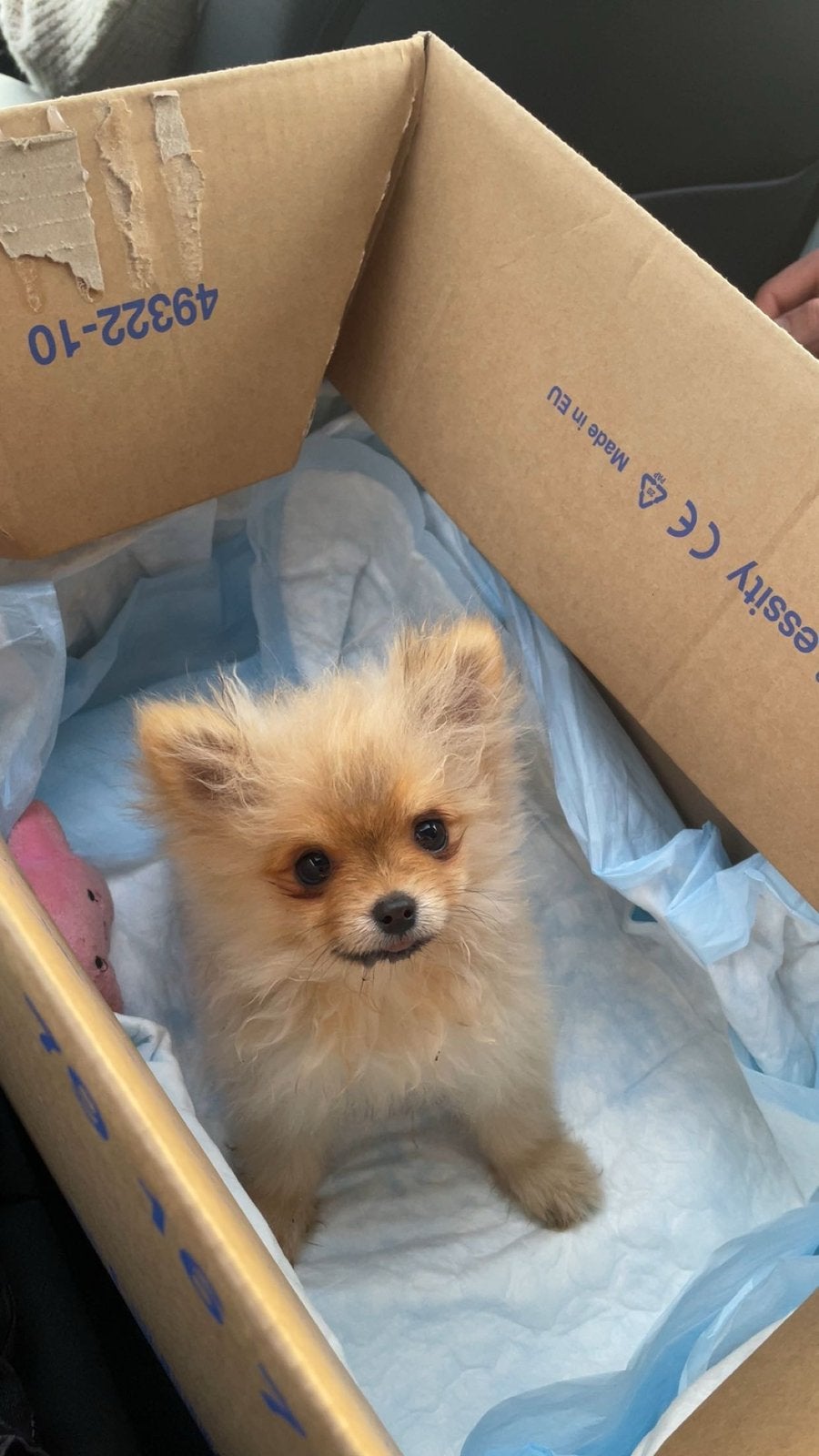 Pomeriaan pup (kleinblijvend), 15 weken tot 1 jaar, Reu, Parvo, Eén hond