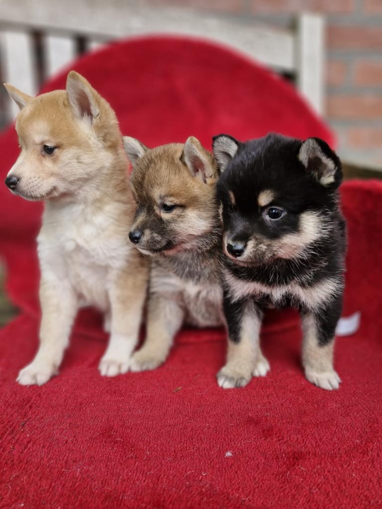 Shiba inu pups, Dieren en Toebehoren, Honden | Poolhonden, Keeshonden en Oertypen, Parvo, 8 tot 15 weken, Meerdere, Meerdere dieren