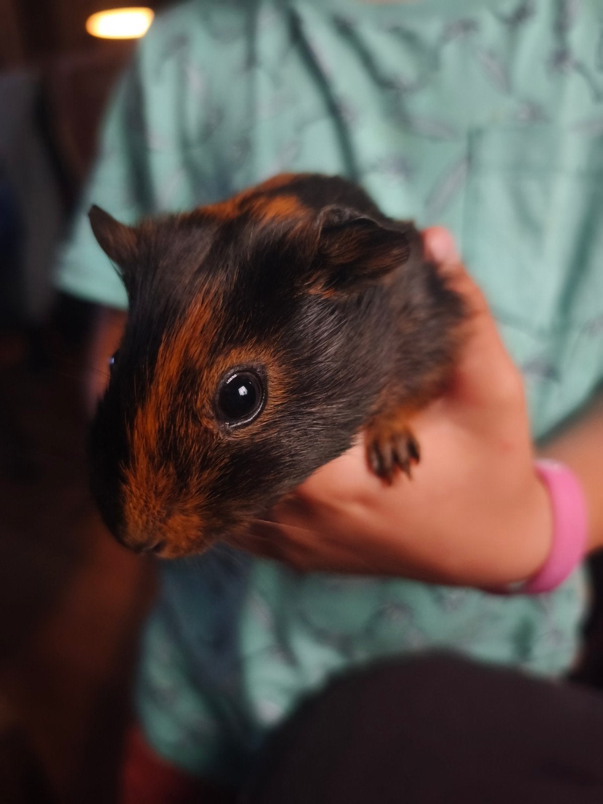 Lieve cavia, Dieren en Toebehoren, Knaagdieren, Maart, Mannelijk, Cavia