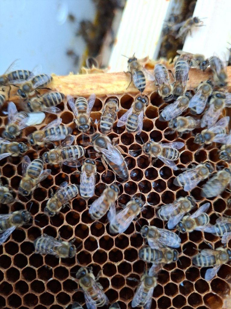 Stand bevruchte carnicamoeren, Dieren en Toebehoren, Insecten en Spinnen, Bijen