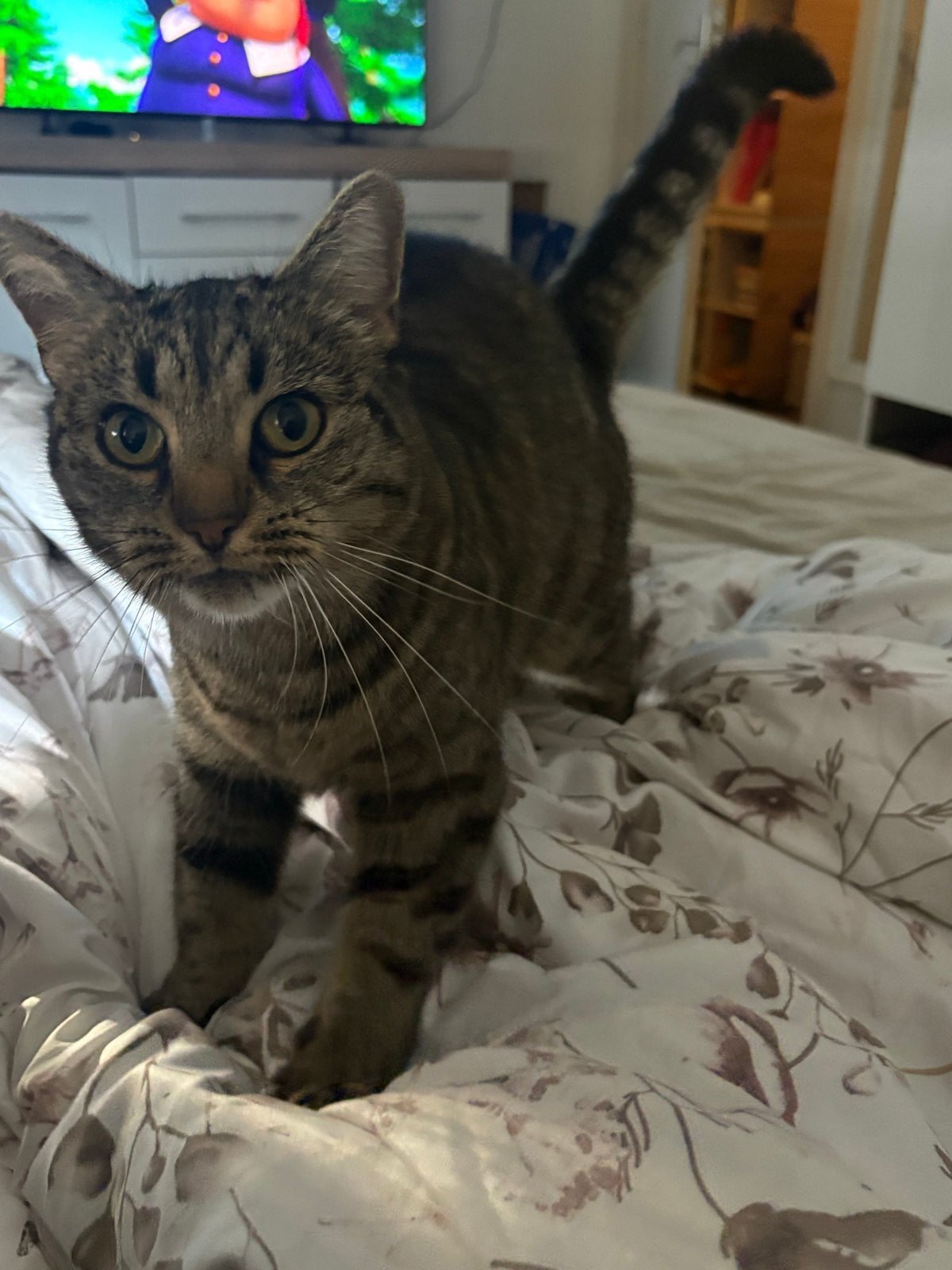 Poes  6 jaar, Poes