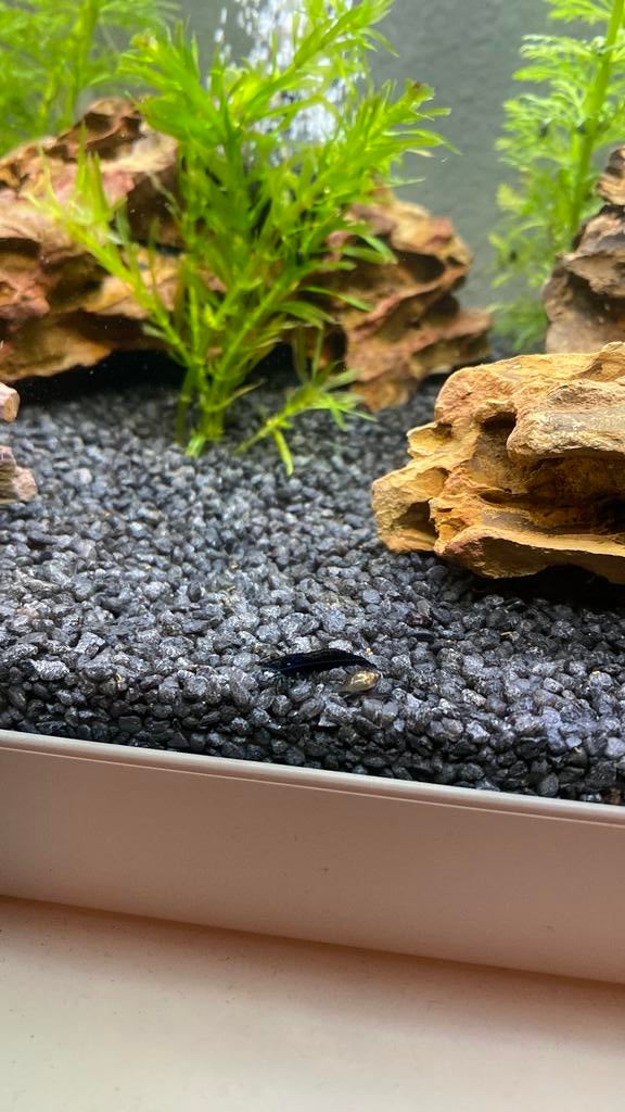Blue dream garnalen, Dieren en Toebehoren, Kreeft, Krab of Garnaal