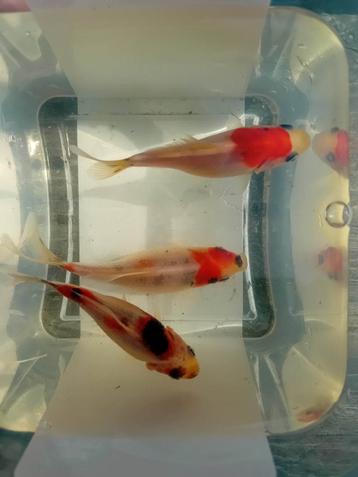 Shubinkins en voer., Goudvis(sen)
