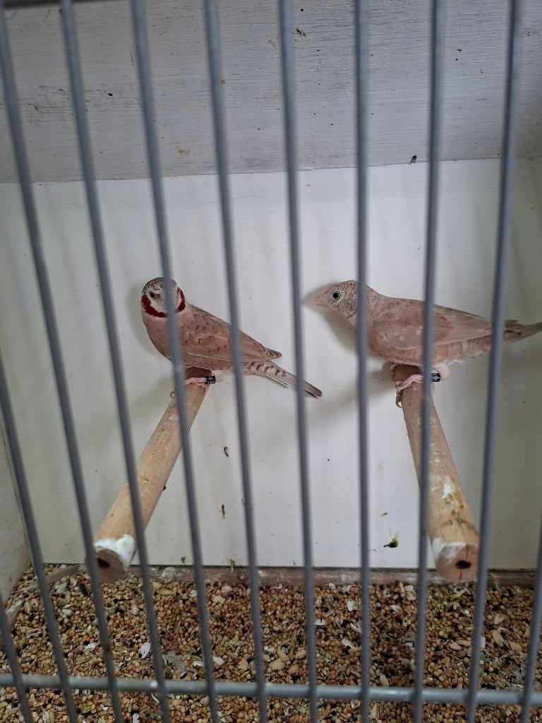 Bandvinken, Meerdere dieren
