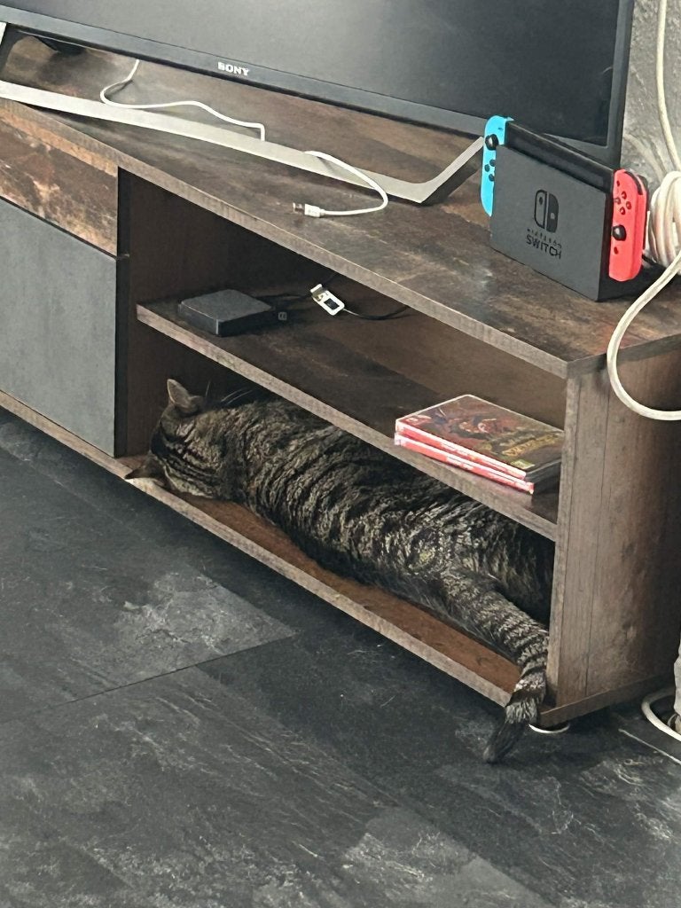 Gratis poezen Rotterdam-zuid, Poes, Kortharig, 3 tot 5 jaar