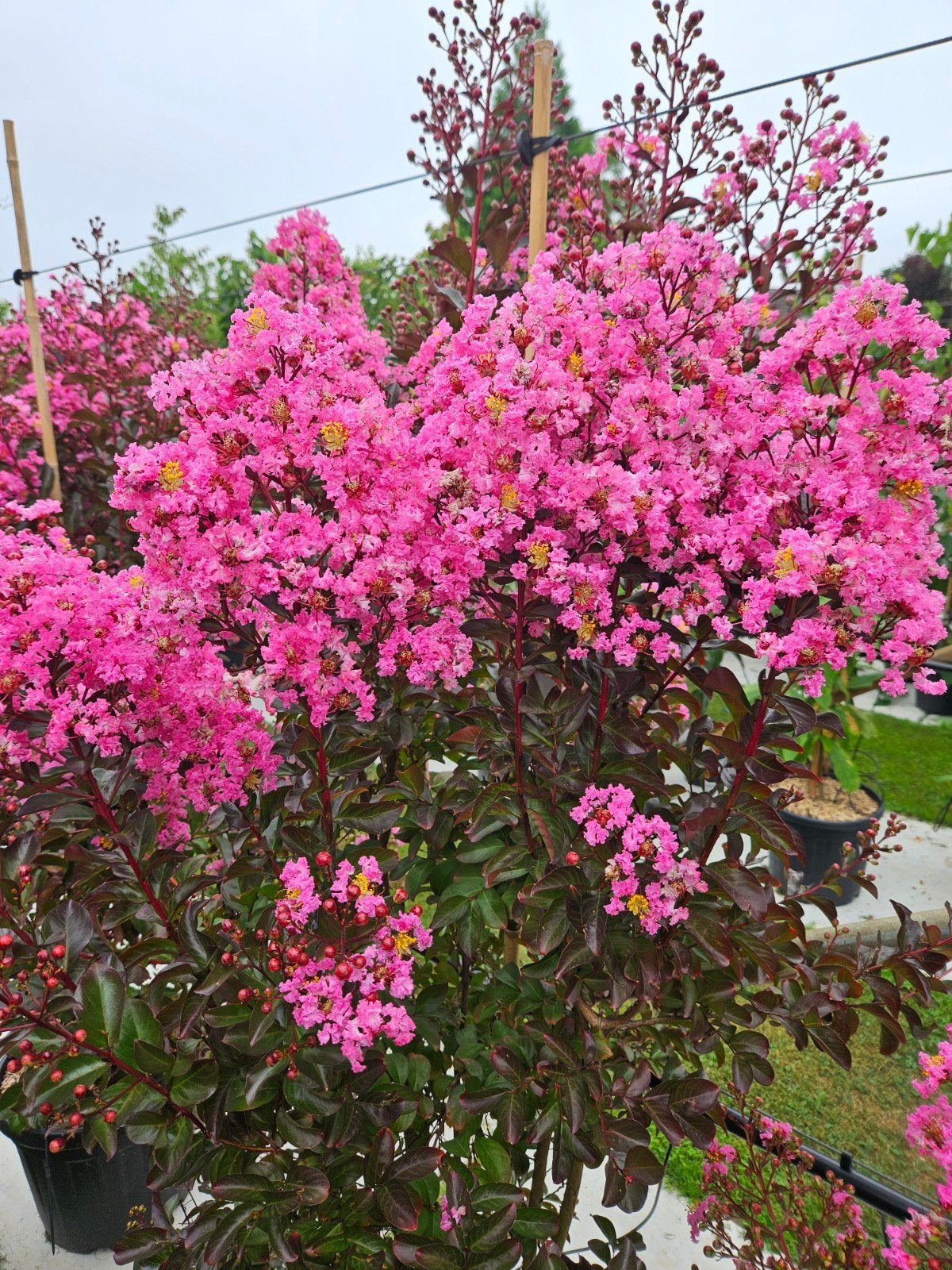 Lagerstroemia Rapsody in Pink / mooie volle struiken ‼️‼️, 250 tot 400 cm, Zomer, Ophalen, Volle zon