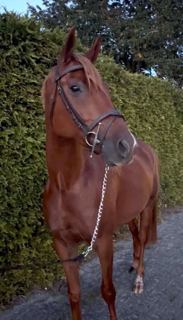 Welsh part-bred te koop, Dieren en Toebehoren, E pony (1.48m - 1.57m), Ruin, Dressuurpony, 3 tot 6 jaar