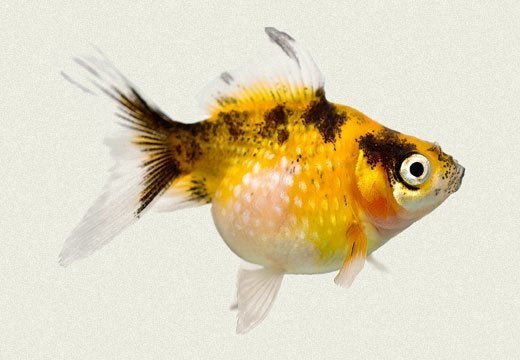 Pearl Scale goudvis mix / Koidreams Valburg