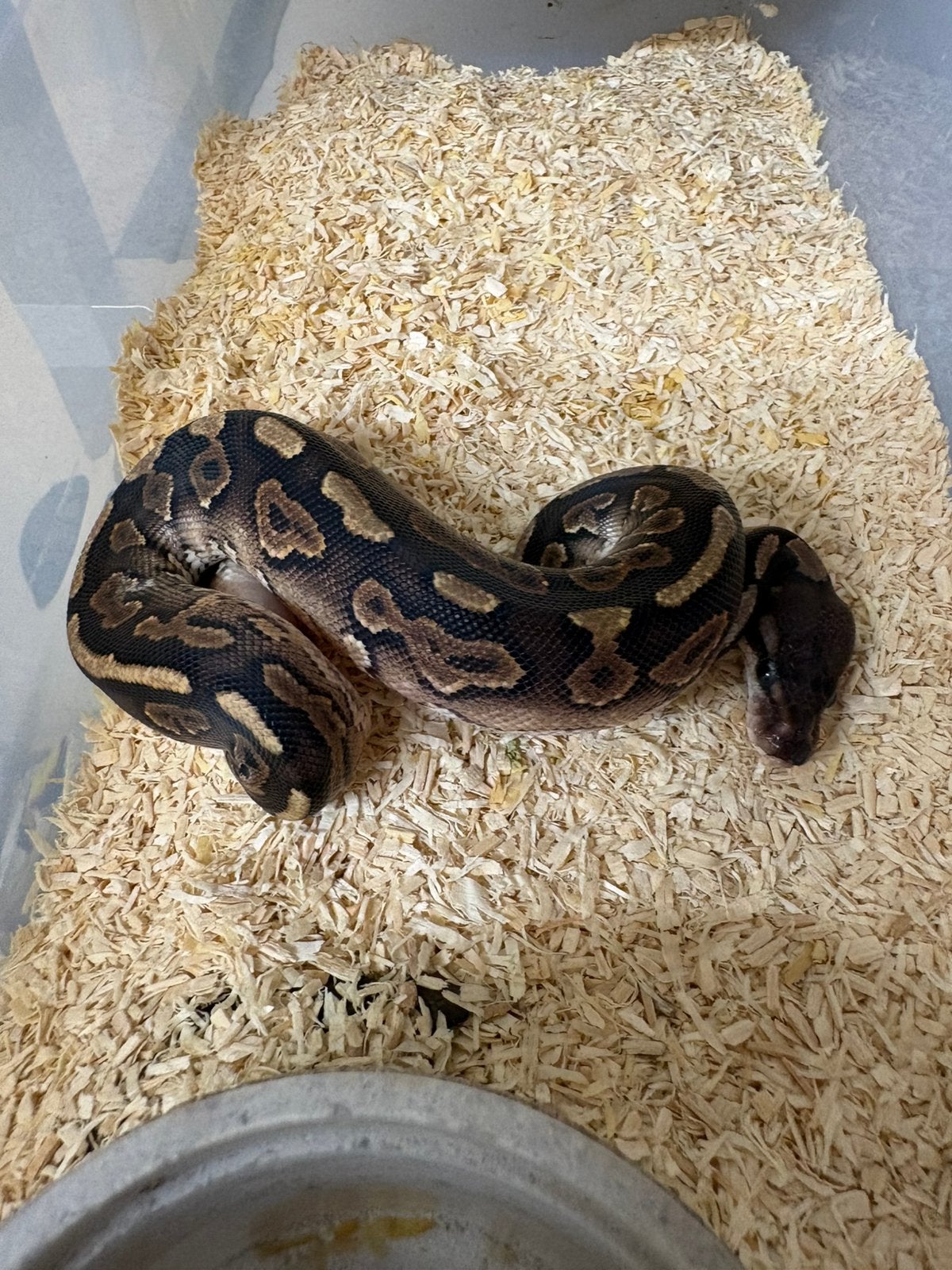Mannetje cinnamon poss het dg koningspython ballpython, Slang, 0 tot 2 jaar