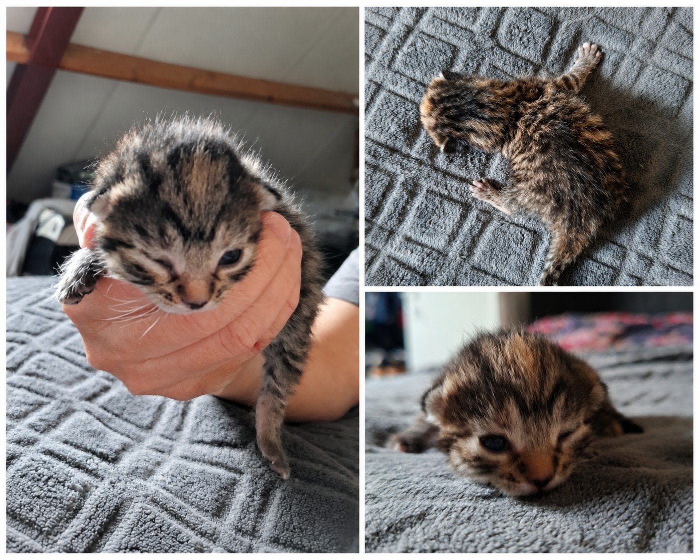 gekleurd donker poesje te koop, Dieren en Toebehoren, Katten en Kittens | Overige Katten, Poes, Kortharig, 0 tot 2 jaar