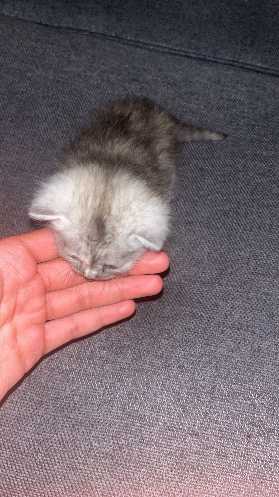 Prachtige perzische mix kittens!, Dieren en Toebehoren, Katten en Kittens | Overige Katten, Meerdere dieren