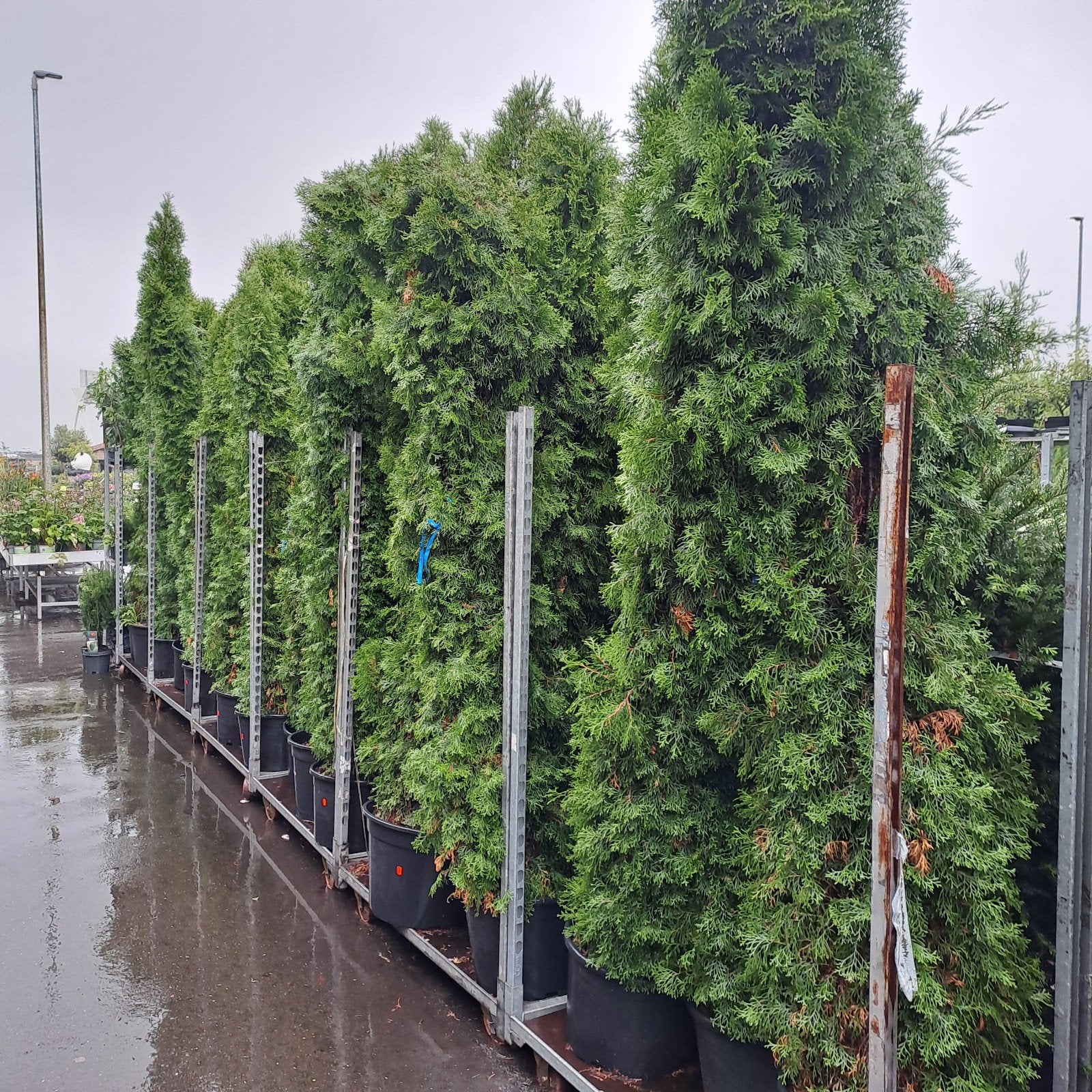Thuja Smaragd 200-250 cm hoog,25 euro tuincentrum, Ophalen