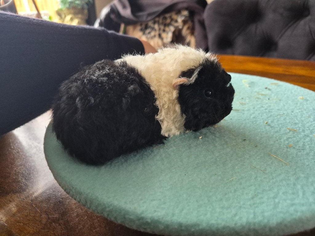 Cavia prachtig kleur verdeeld tessel krul baby beertje🩵, Dieren en Toebehoren, Cavia, Mannelijk, Tam, September