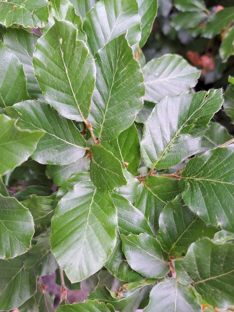 100 Groene beukenhaag Fagus sylvatica 100-125 cm, Tuin en Terras, Ophalen of Verzenden, Beukenhaag, Haag, 100 tot 250 cm