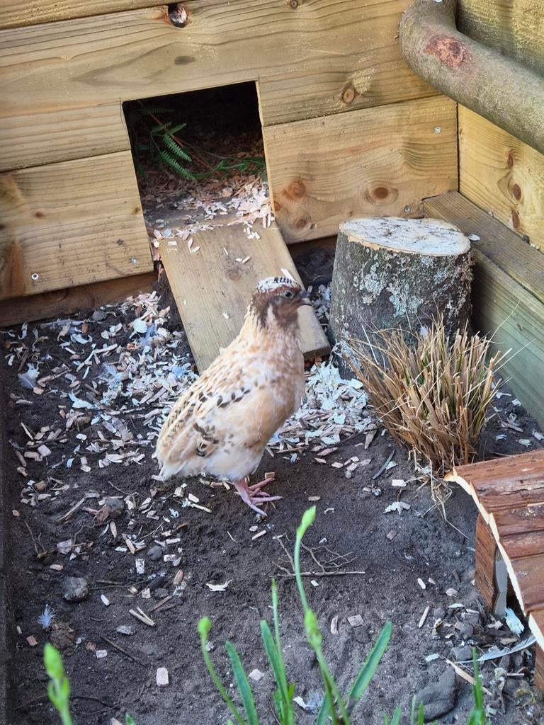 2 kwartel haantjes te koop 4,5 week oud, Dieren en Toebehoren, Mannelijk, Overige soorten