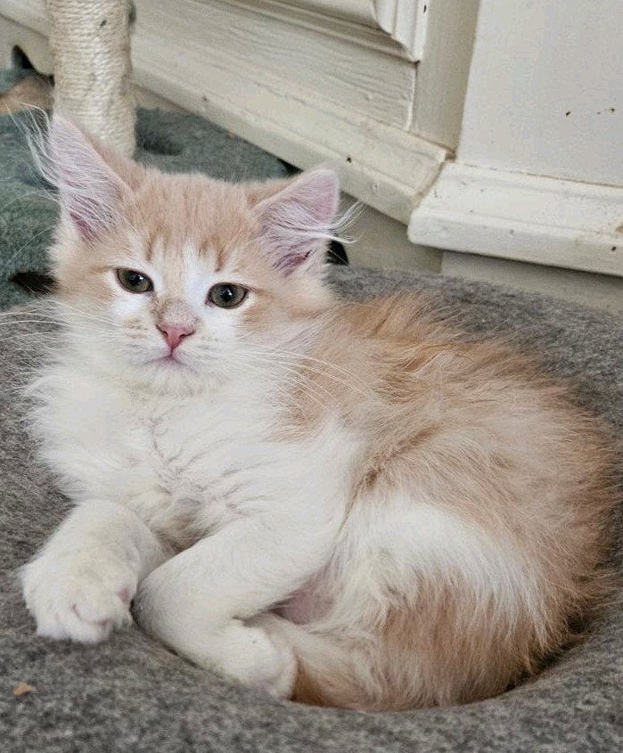 Siberisch katertje met stamboom uit geteste ouders, Dieren en Toebehoren, Katten en Kittens | Raskatten | Langhaar, Kater, Met stamboom