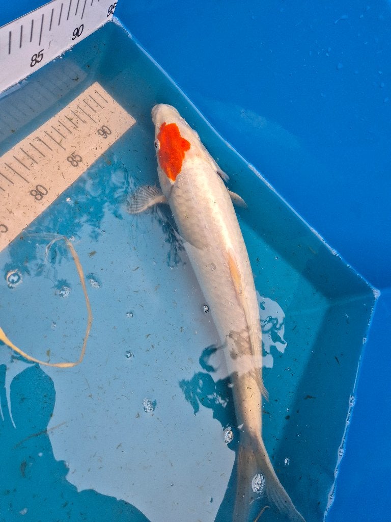 Koi te koop!, Dieren en Toebehoren, Karper of Koi