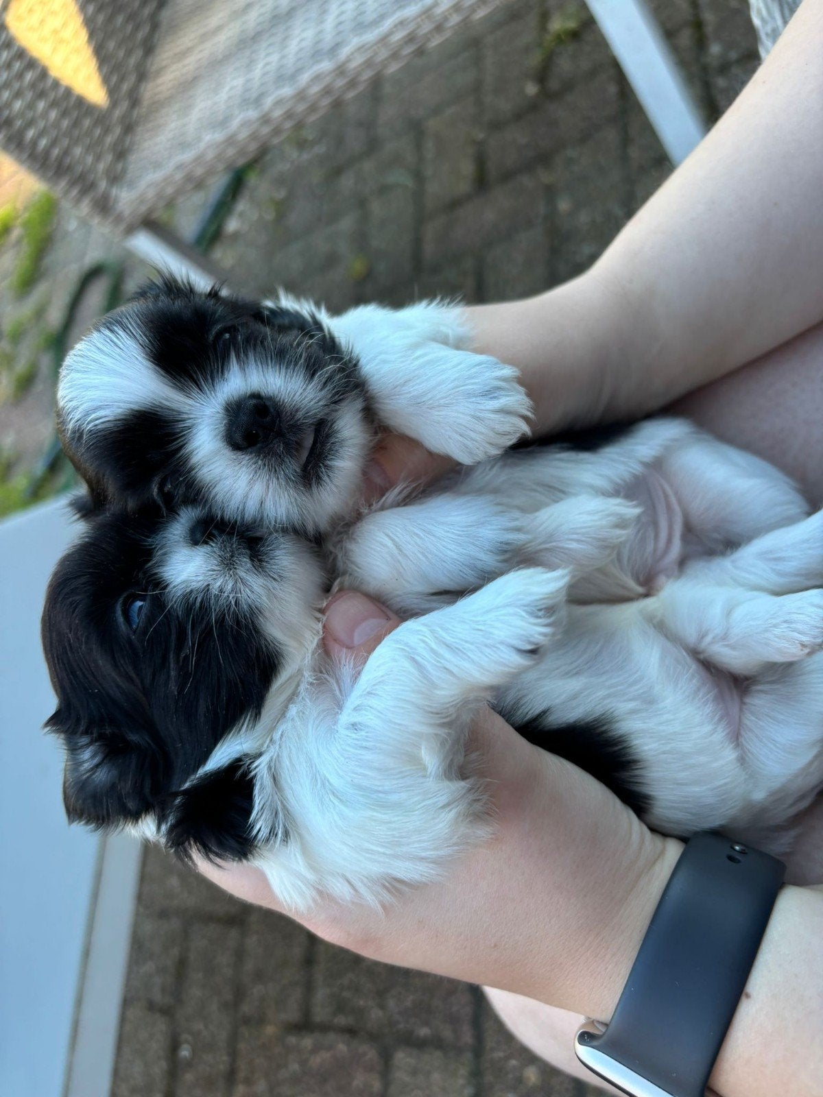 Shih tzu pups, Overige rassen, 8 tot 15 weken, Meerdere, Meerdere dieren