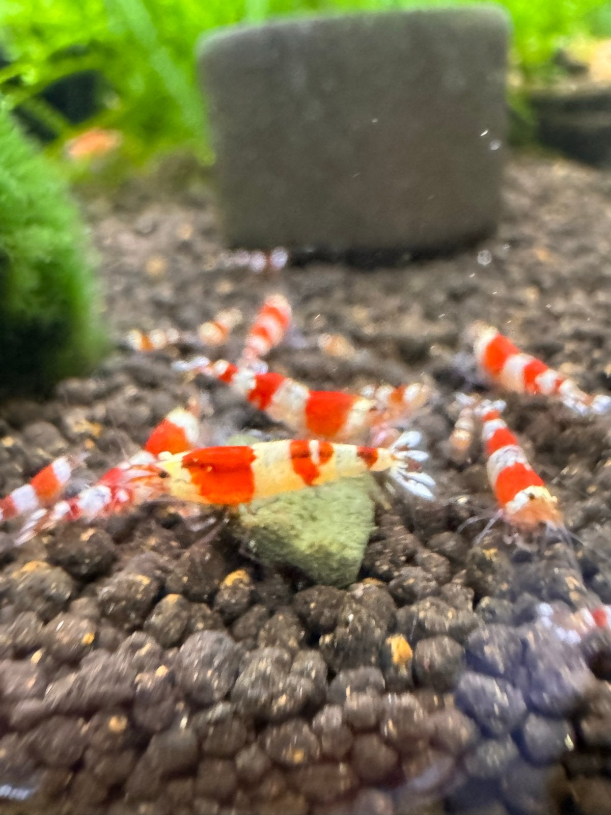 Crystal Red Garnalen | kraanwater, Kreeft, Krab of Garnaal, Zoetwatervis