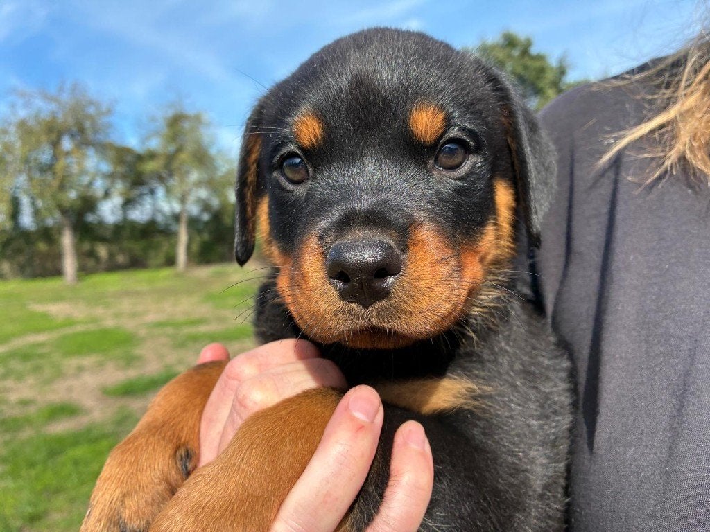 Knappe rottweiler pup! Beide ouders HD A en ED goedgekeurd, Dieren en Toebehoren, Reu, CDV (hondenziekte), 8 tot 15 weken, Eén hond