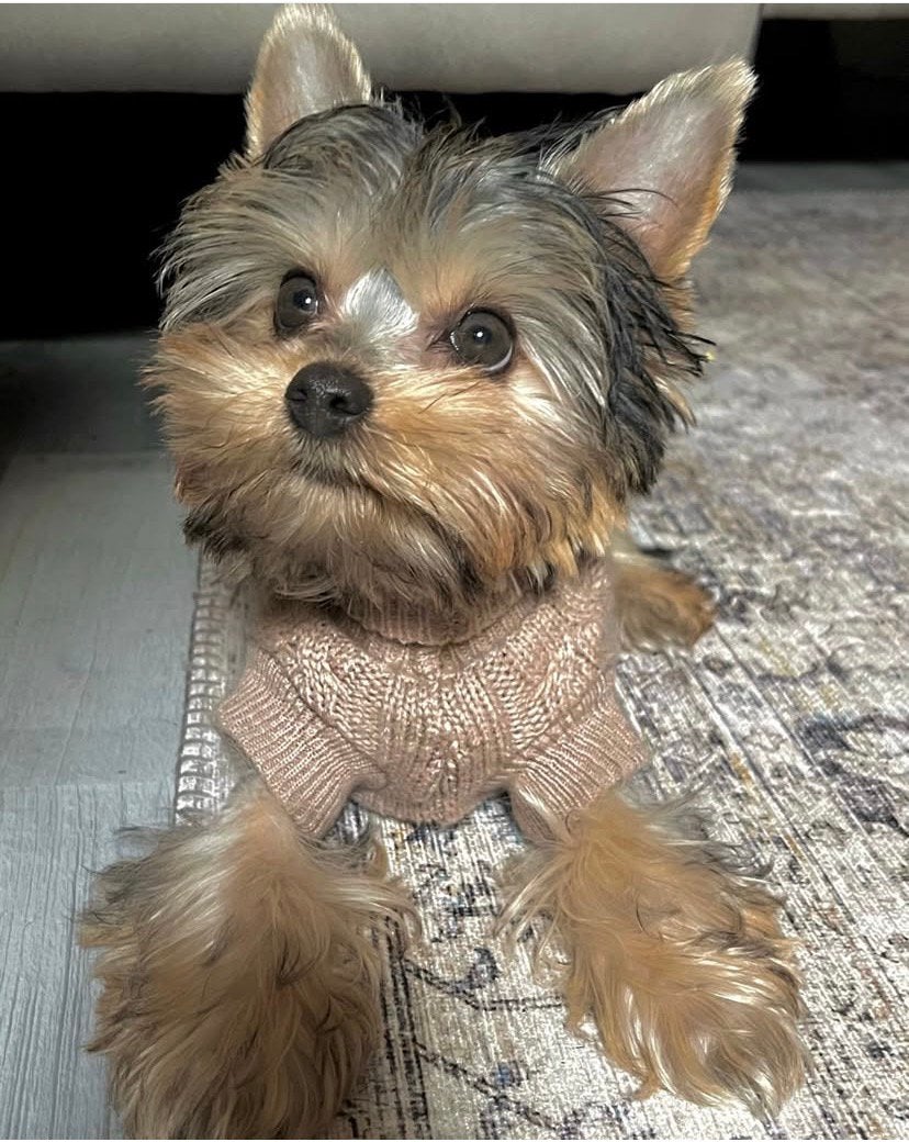 Yorkshire terrier DEKREU (niet tekoop), Ophalen