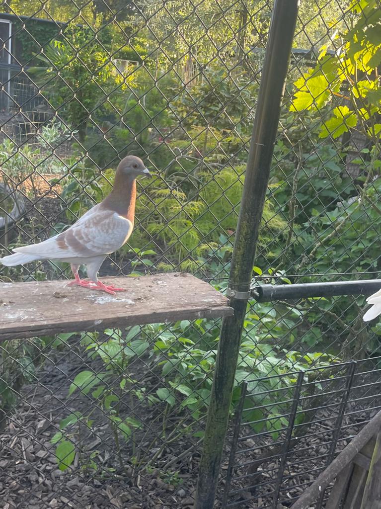 Kleurpostduiven, Dieren en Toebehoren, Mannelijk, Overige soorten