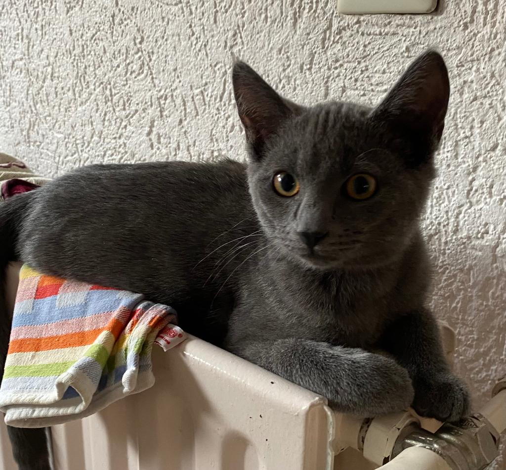 Katertje, kruising Blauwe Rus/europese korthaar, Kater, Kortharig, 0 tot 2 jaar