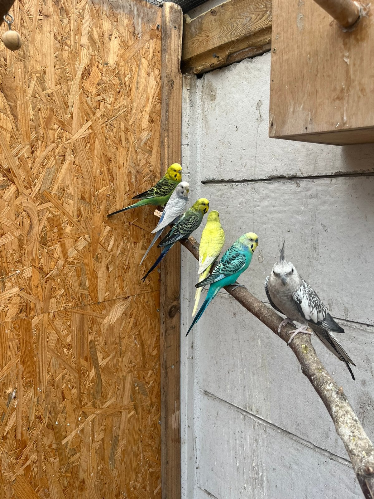 Parkieten, Dieren en Toebehoren, Vogels | Parkieten en Papegaaien
