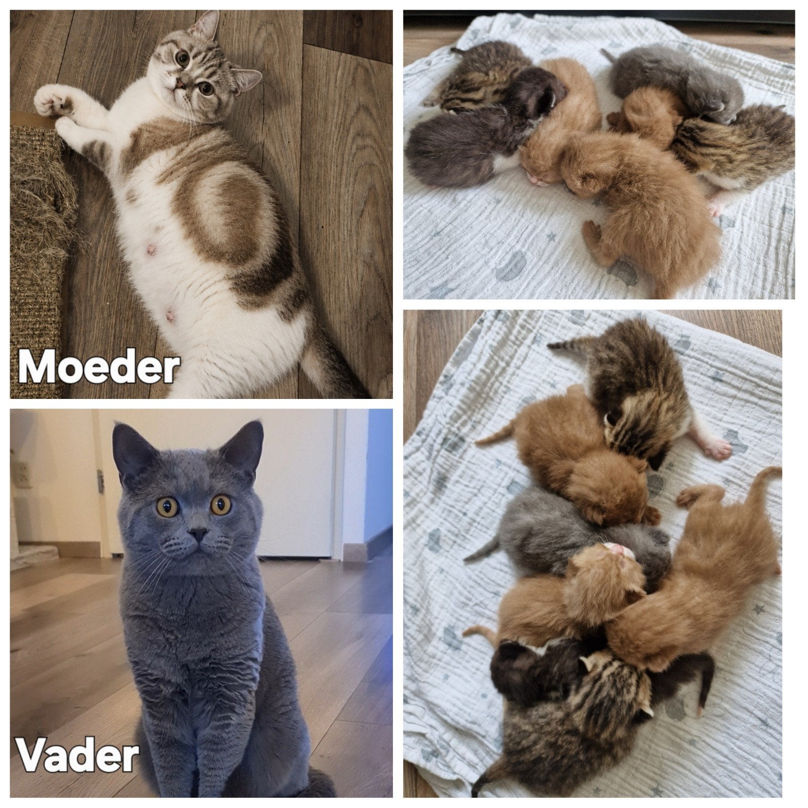 Britse korthaar kittens, Dieren en Toebehoren, Meerdere dieren, Kortharig, 0 tot 2 jaar
