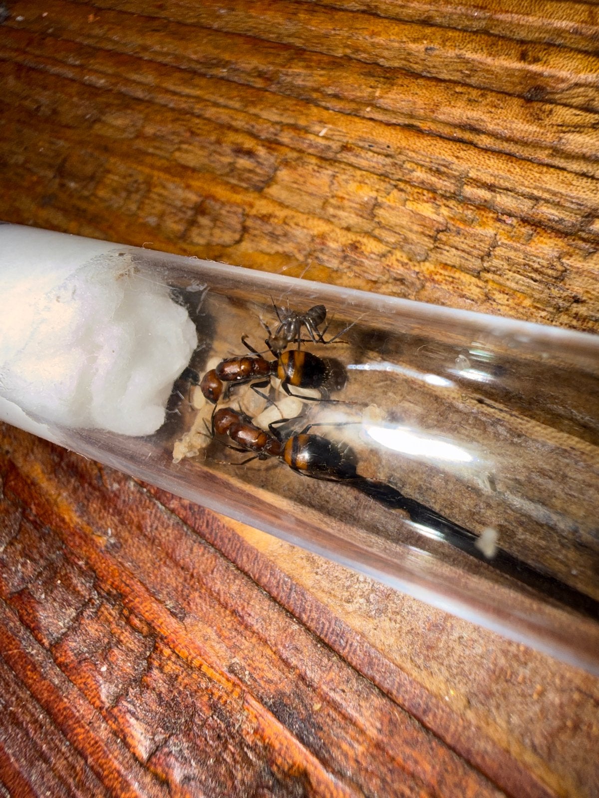 Camponotus nicobarensis 2q mieren kolonie tekoop, Dieren en Toebehoren