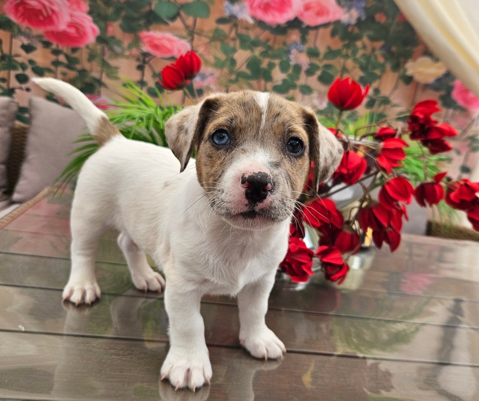 Jackrussel laagbenige aparte kleurtjes oa Merle's, Dieren en Toebehoren, Jack Russell Terriër, Meerdere, Meerdere dieren, Nederland