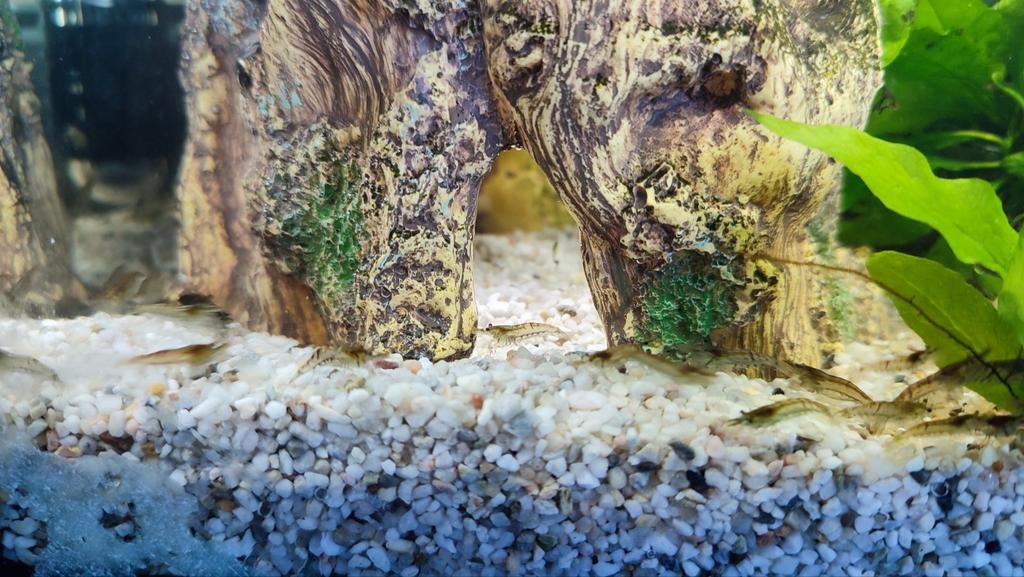 Garnalen voor gezelschapsaquarium, Kreeft, Krab of Garnaal