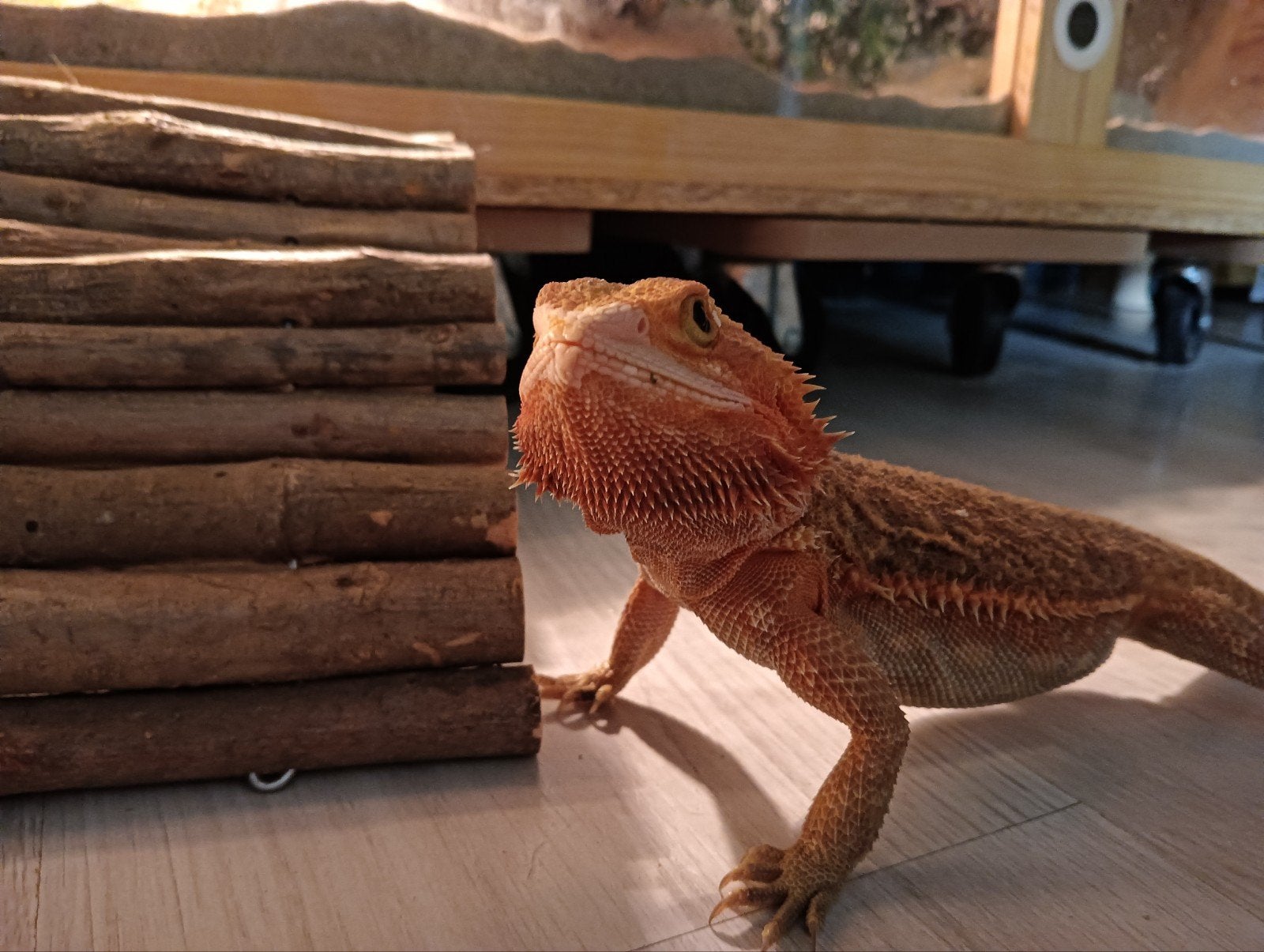 baardagaam incl terrarium Bearded Dragon - male for sale from valencia