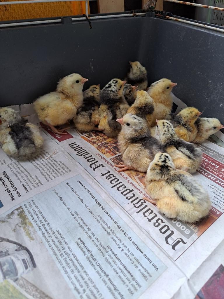 Kuikens 6 mei geboren (lakenvelder), Dieren en Toebehoren, Pluimvee, Geslacht onbekend, Kip