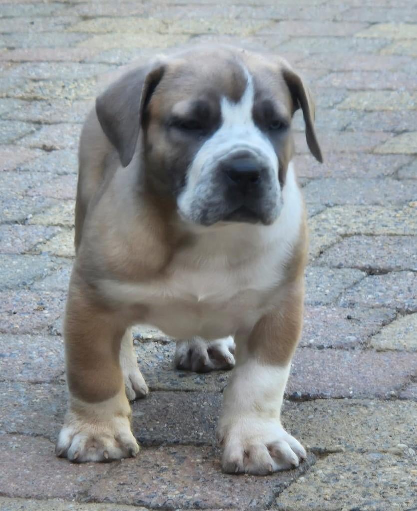 Boerboel pups ( Ysterberg mastiff ), Dieren en Toebehoren, Honden | Bulldogs, Pinschers en Molossers, Overige rassen, 8 tot 15 weken