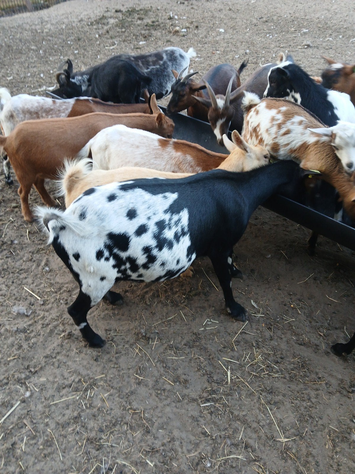 Te koop geiten stippel, Meerdere dieren, Geit