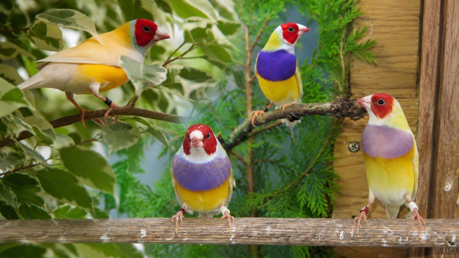 Gezocht: koppel gele roodkop/oranje gouldamadines, Dieren en Toebehoren, Vogels | Overige Vogels, Meerdere dieren