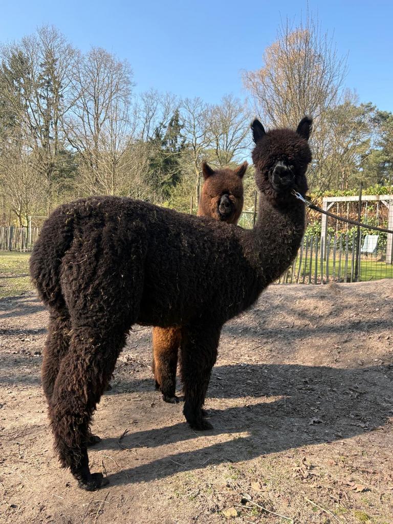 Alpaca merrie zwart, Dieren en Toebehoren, Juni, Vrouwelijk