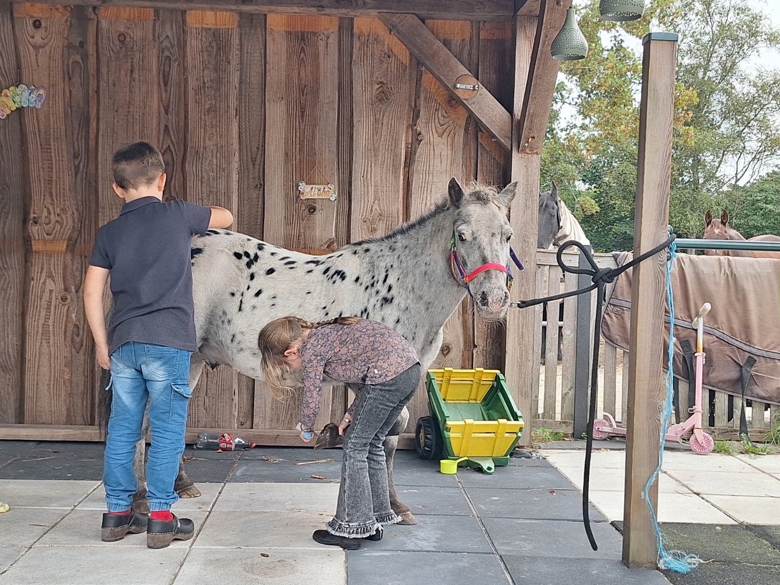 geweldige appaloosa kinderpony, Dieren en Toebehoren, Ruin, A pony (tot 1.17m), Gechipt, 11 jaar of ouder