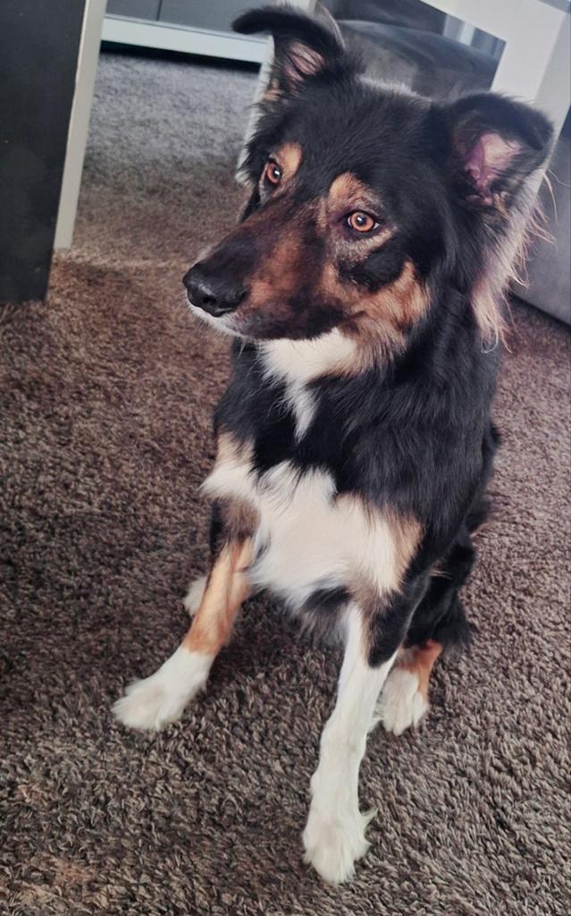 Chase border collie reu, Dieren en Toebehoren, Honden | Herdershonden en Veedrijvers, Reu, 1 tot 2 jaar, Collie, Eén hond