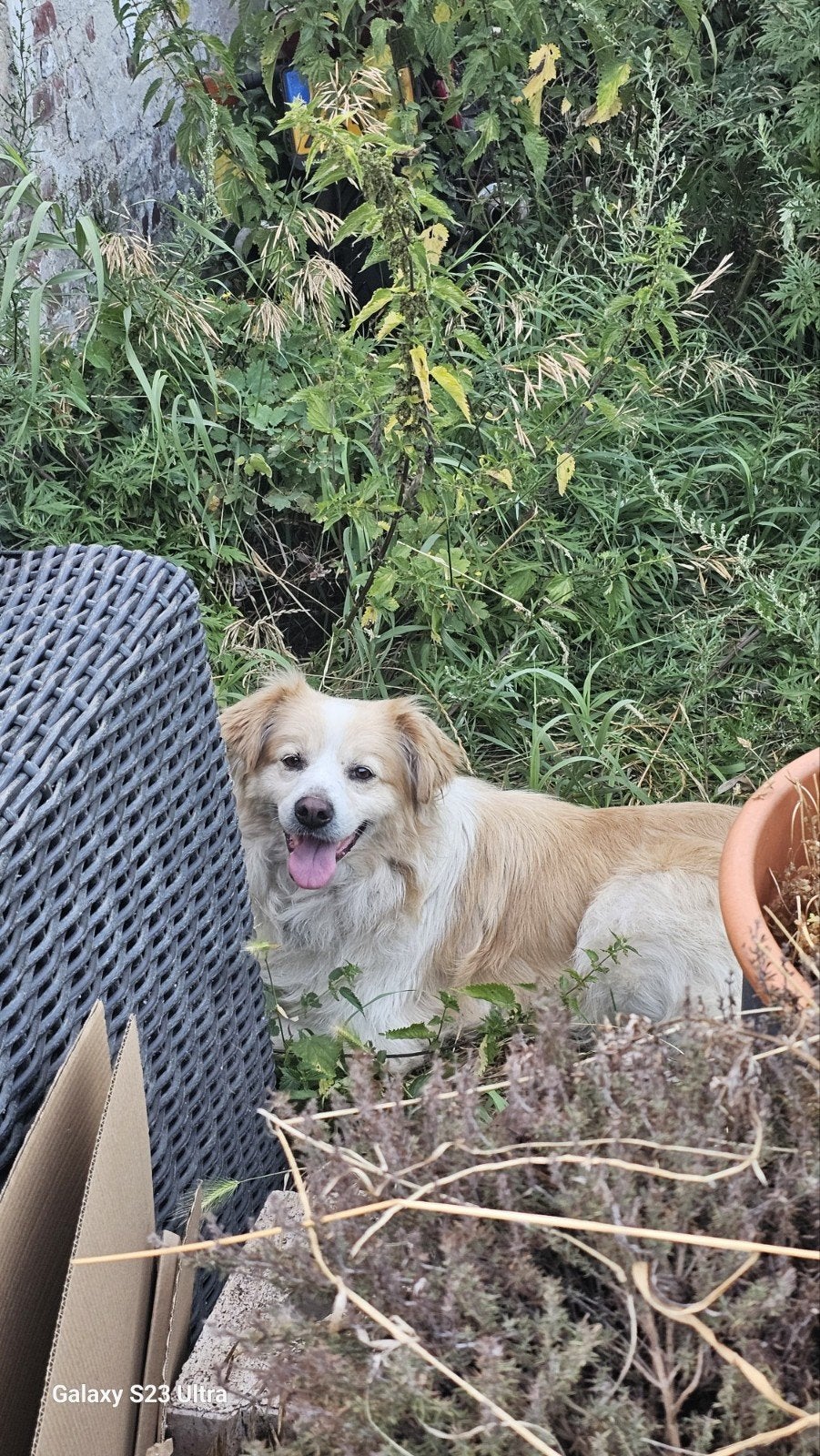 MARTY ZOEKT EINDELIJK ZIJN ECHTE FOREVER HOME 

Kij, Dieren en Toebehoren, Honden | Niet-rashonden, 6 jaar of ouder, Particulier