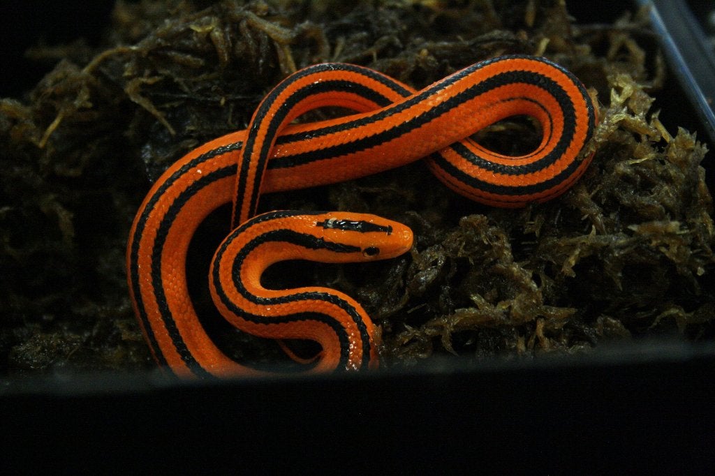 Thaise bamboe rattenslang Rat Snake - unknown for sale from De Reptielenboer