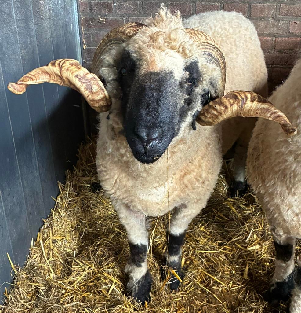 Walliser Schwarznase ram - stamboek, Dieren en Toebehoren, Mannelijk, Schaap