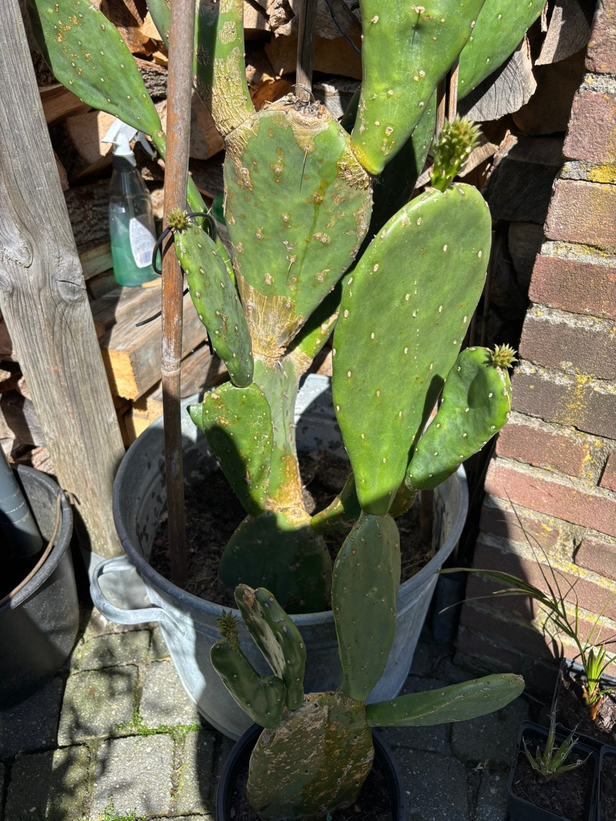 Opuntia vijgcactus, Ophalen of Verzenden, Overige soorten, Volle zon