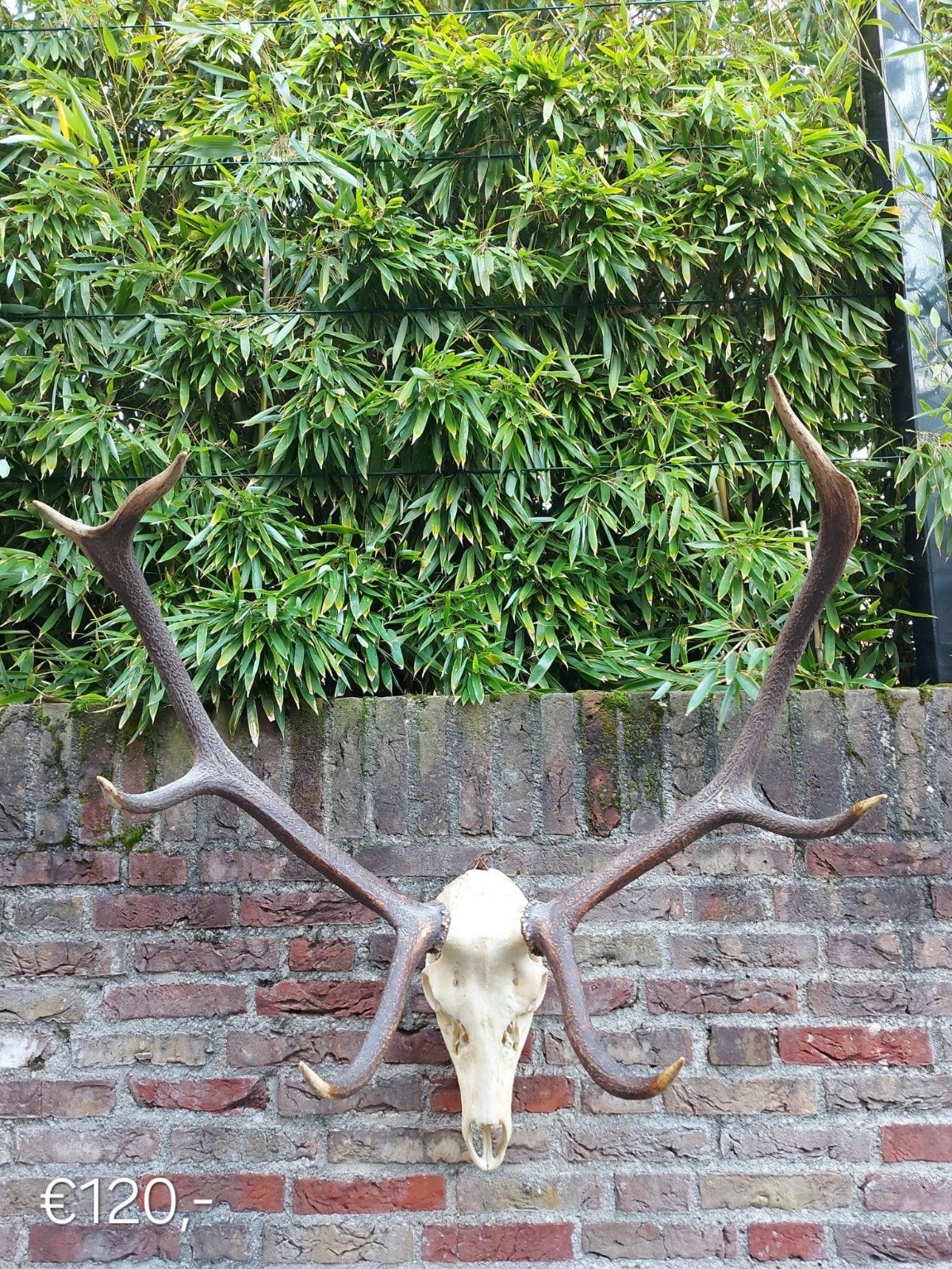 diverse edelhert geweien schedels taxidermie opgezette hert, Verzamelen, Ophalen, Hert, Schedel