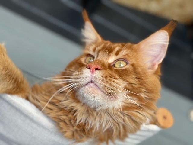 Dekkater Maine Coon XXL, stamboom uit Rus. kampioenslijnen, 6 jaar of ouder