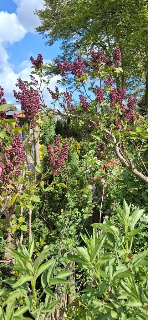 Bloementuin +blokhut, Boeken, Wonen en Tuinieren, Zo goed als nieuw, Tuinieren en Tuinplanten, Ophalen of Verzenden
